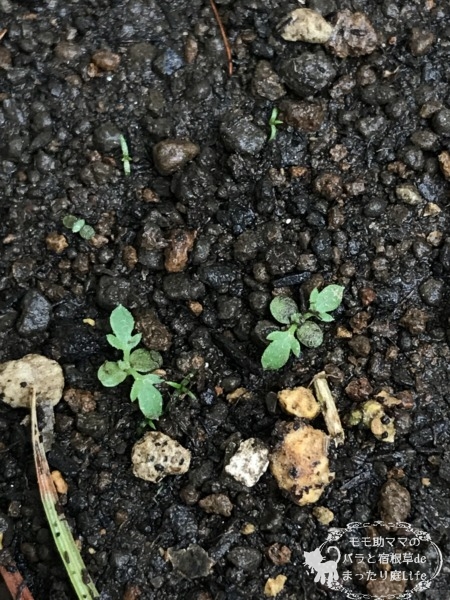 タナセタム 発芽