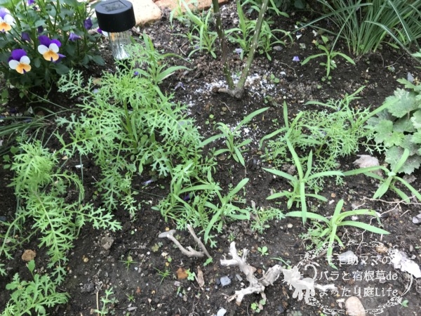 アグロステンマ ビスカリア ギリア 直播&発芽