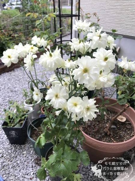 ラナンキュラス ラックス グレーシス 4月