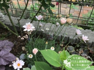 ローゼンセダム アプリコットジャム 4月