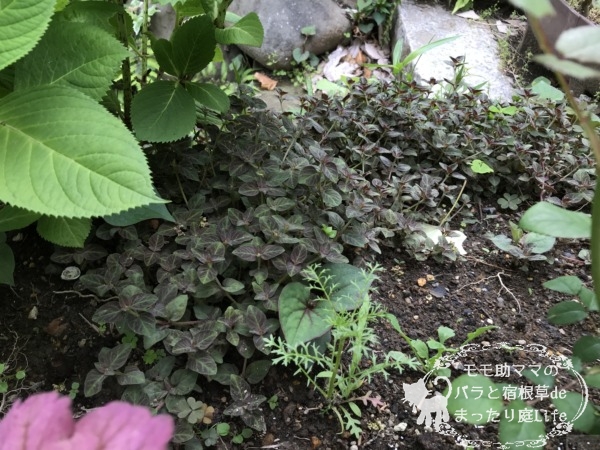 リシマキア ミッドナイトサン