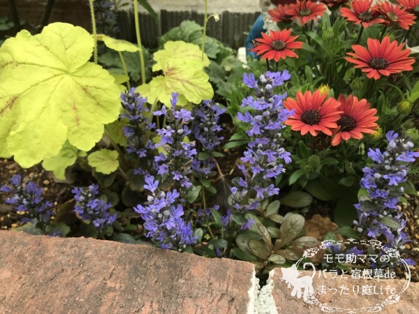 アジュガ チョコレートチップ 4月