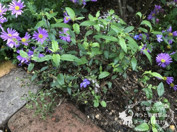 ベロニカオックスフォードブルー 4月