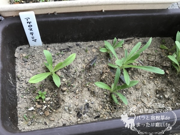 アグロステンマ 発芽