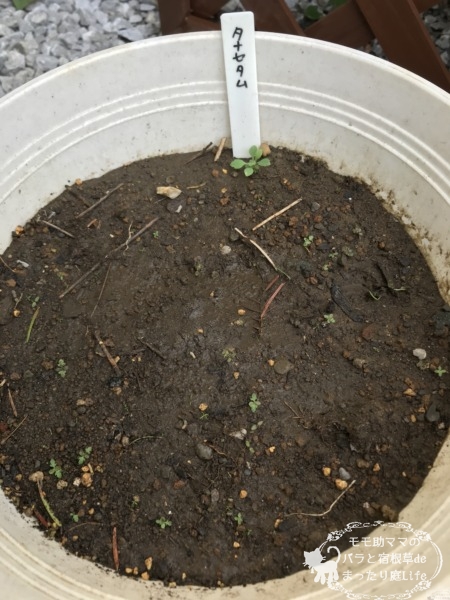 タナセタム 発芽