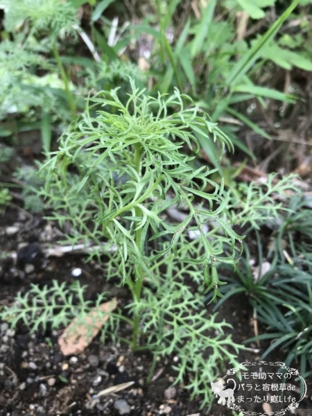 ギリア 4月 直播き