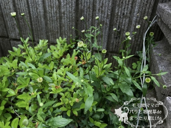 エリゲロン 4月