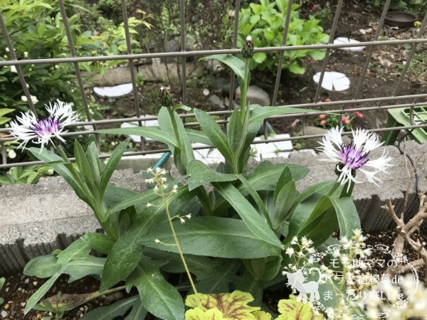 セントーレア パープルハート 4月