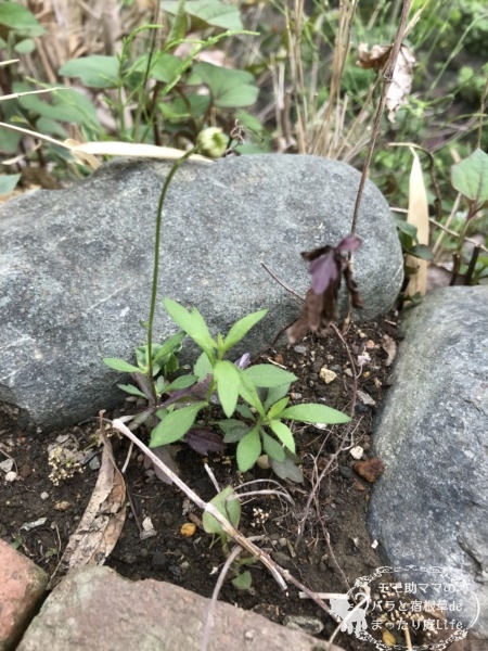 エリゲロン 4月 種から