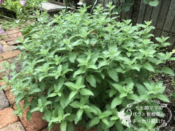 キャットミント 4月