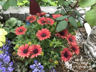 オステオスペルマム 4月