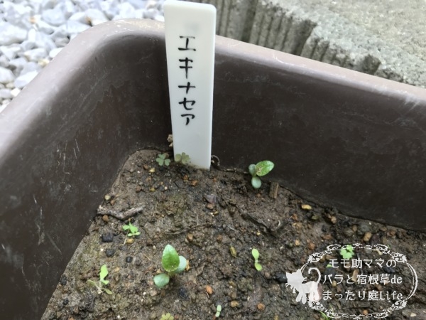 エキナセア 4月 発芽
