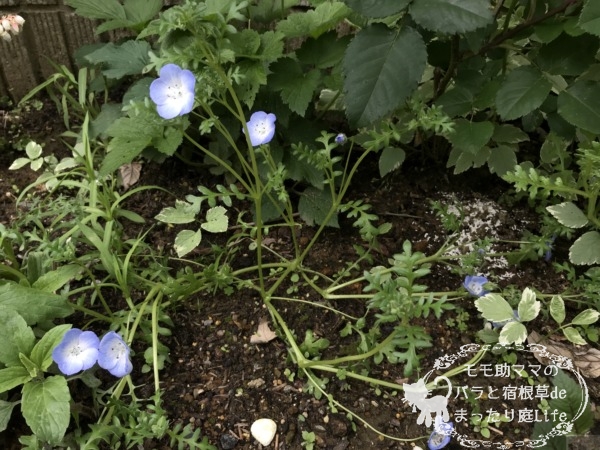 ネモフィラ 4月