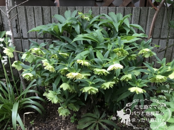 クリスマスローズ 4月