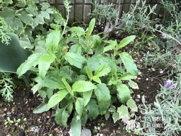 宿根サルビア サリーファン 『スカイブルー』 4月