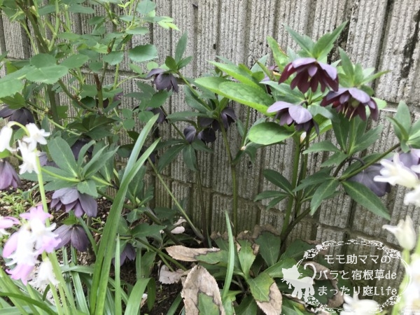 クリスマスローズ 4月