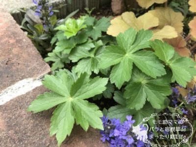 アストランティア フローレンス 4月