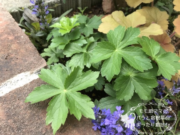 アストランティア フローレンス 4月