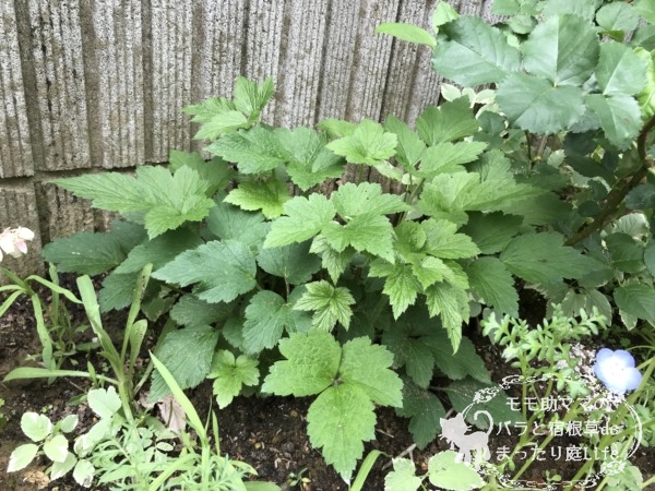 シュウメイギク 4月