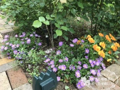 ブラキカム 4月