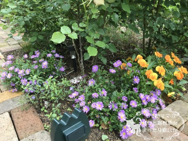 ブラキカム 4月