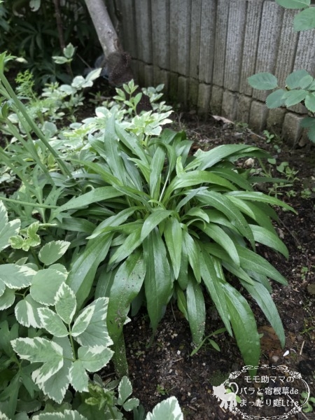 エキナセア 4月