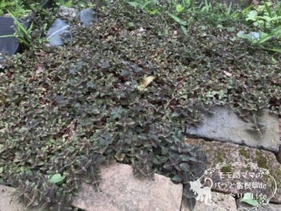 リシマキア ミッドナイトサン