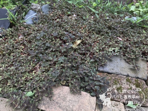 リシマキア ミッドナイトサン