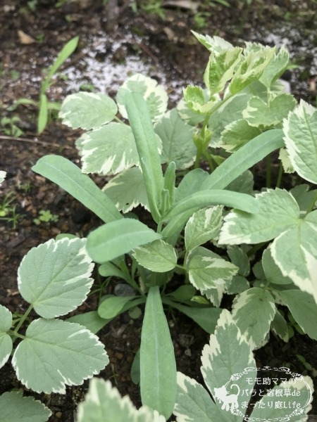 オンファロデス 発芽