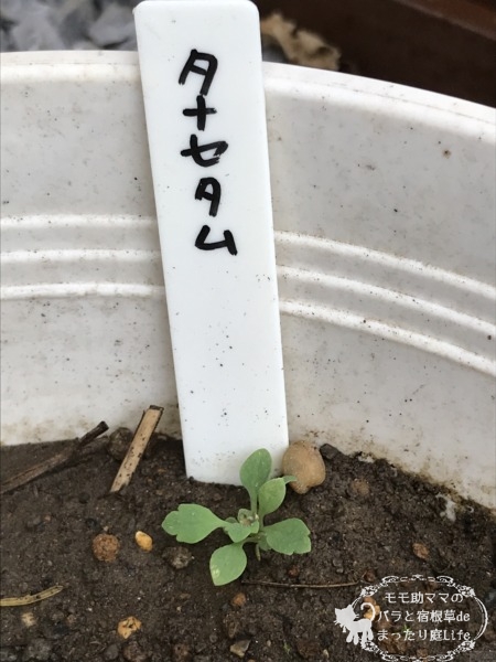 タナセタム 発芽?