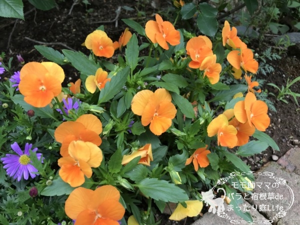 パンジー オレンジ