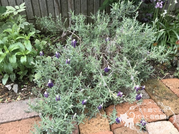 フレンチラベンダー 4月