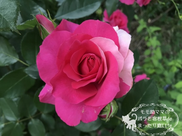 うららの枝変わり？