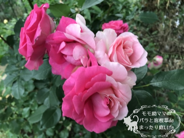 うららの枝変わり？