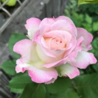 セラフィム　バラ