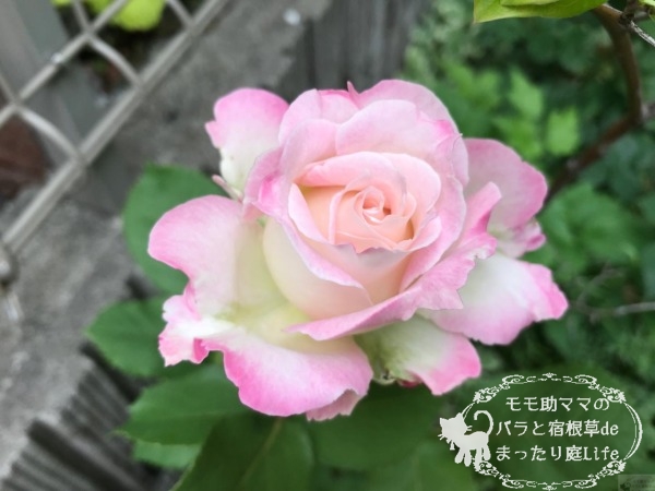 セラフィム バラ