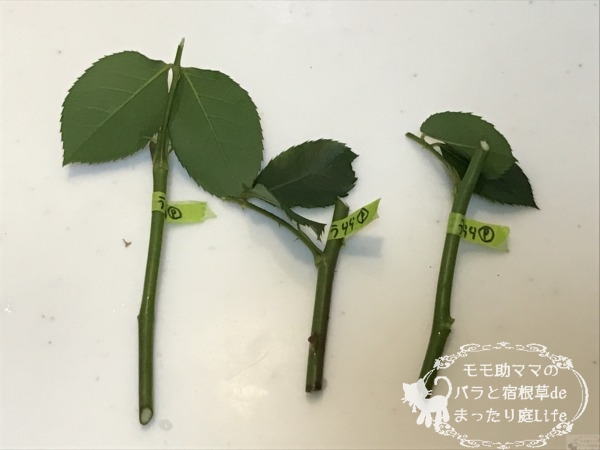 うららの枝変わり？挿し木