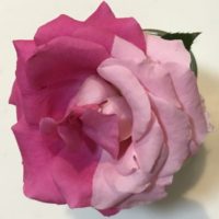 うららの枝変わり？ツートン