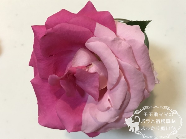 うららの枝変わり？ツートン