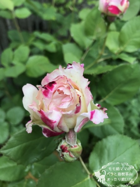 セラフィム バラ つぼみ