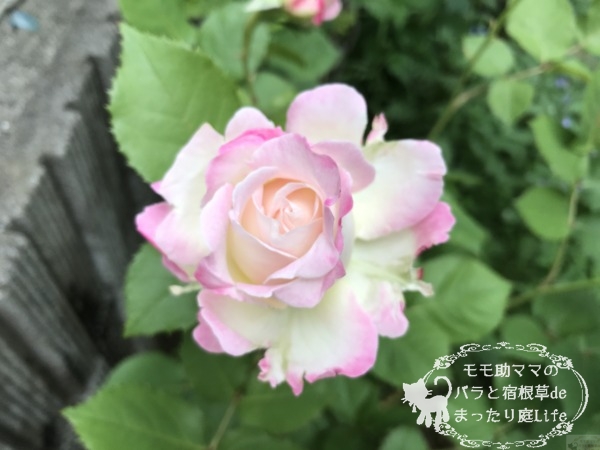 セラフィム バラ