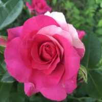 うららの枝変わり？