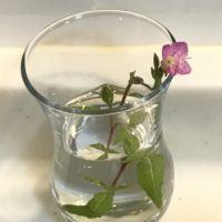 息子くんからの花プレゼント（ユウゲショウ）
