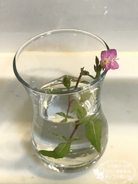 息子くんからの花プレゼント(ユウゲショウ)