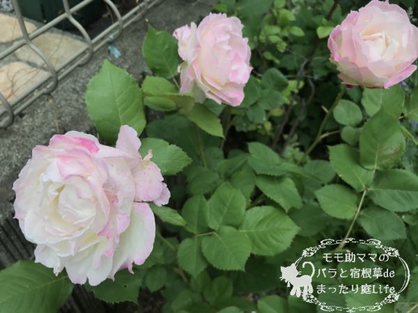 セラフィム バラ