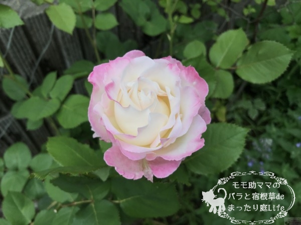 セラフィム バラ