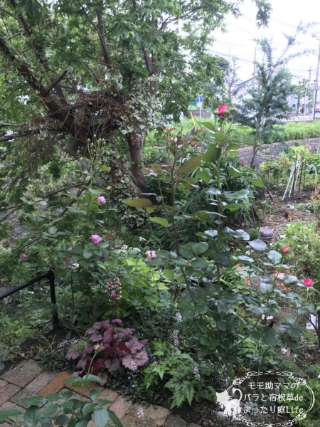 レジスマルコン