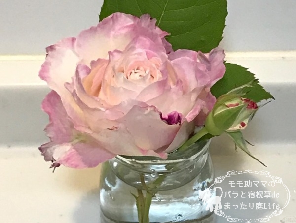 セラフィム バラ 切り花