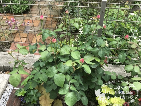 プリティジェシカ