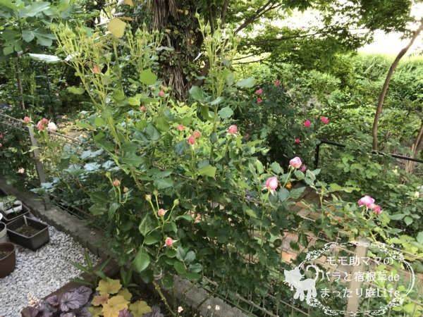 ローズポンパドール　フェンス誘引